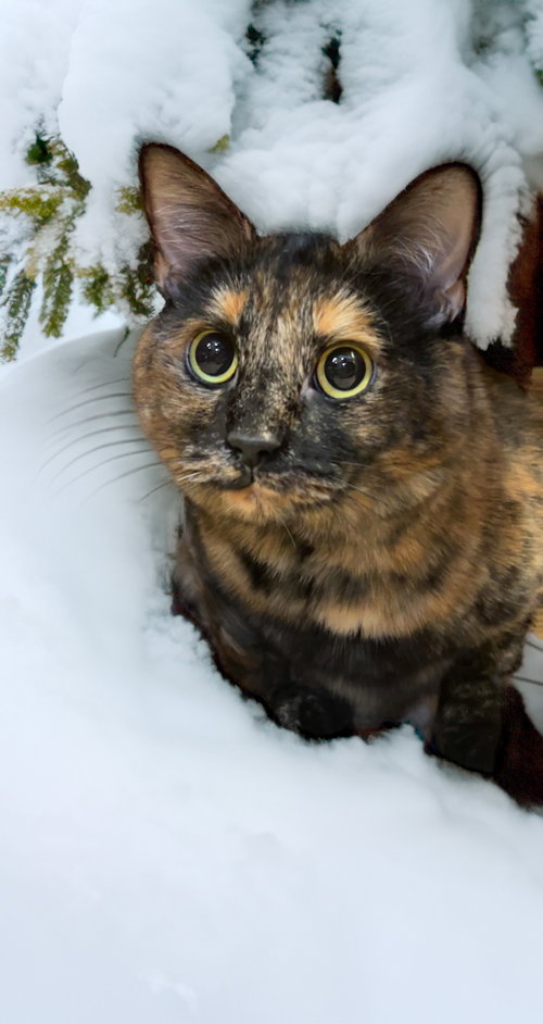 Baby Cat