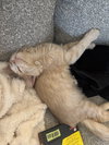 Mittens