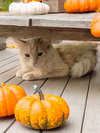Mittens