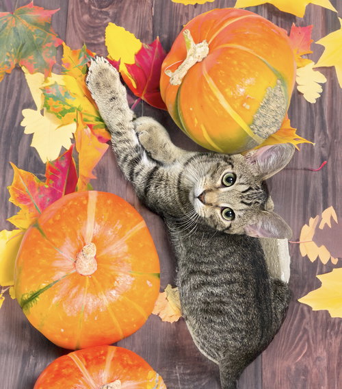 picture of the cat needing adoption