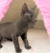 Savannah (grey)