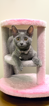 Savannah (grey)