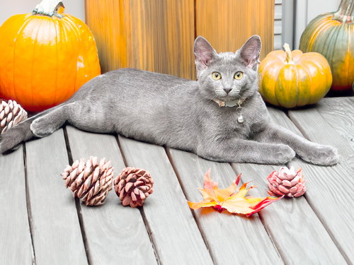Savannah (grey)
