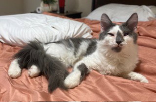 picture of the cat needing adoption