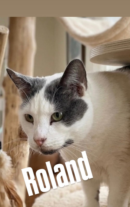 Roland, an adoptable Tabby in Chandler, AZ