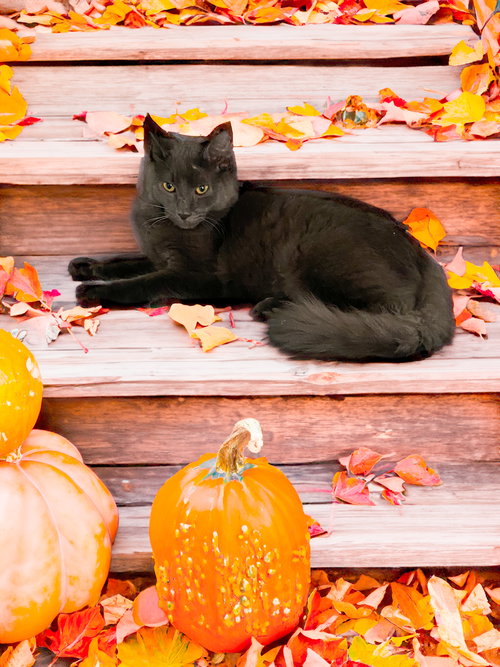 picture of the cat needing adoption