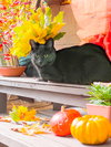 Cairo (bonded to Violet)