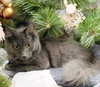 Cairo (bonded to Violet)