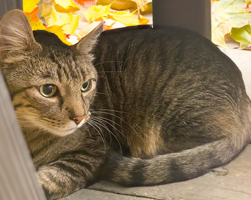 picture of the cat needing adoption