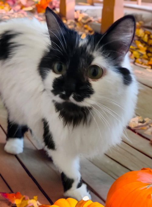 picture of the cat needing adoption