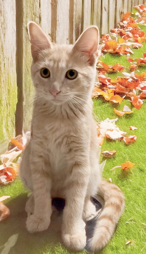 picture of the cat needing adoption