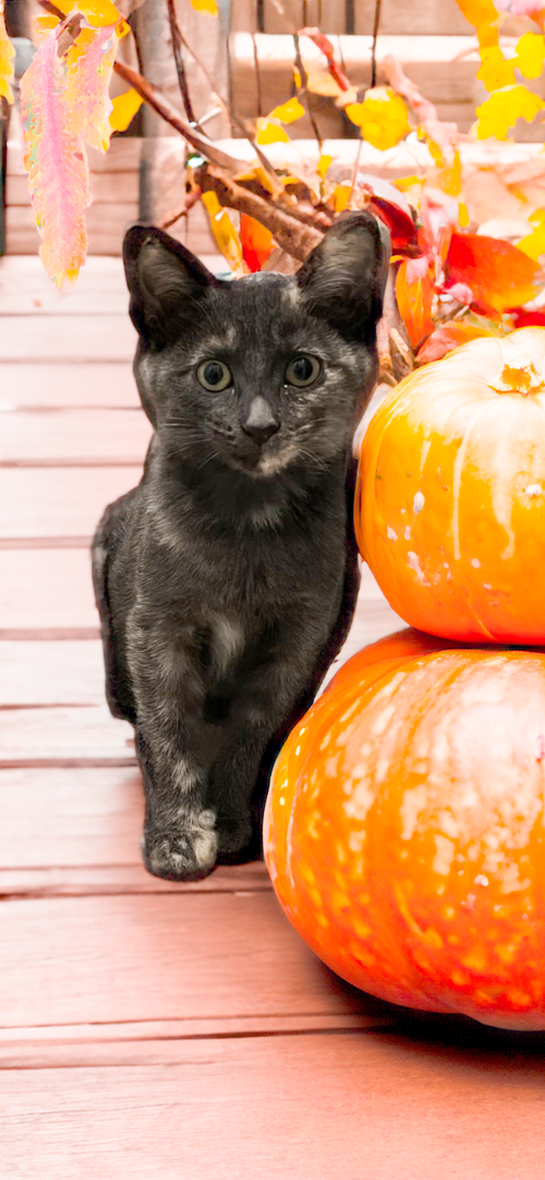 picture of the cat needing adoption