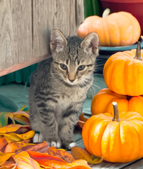 picture of the cat needing adoption