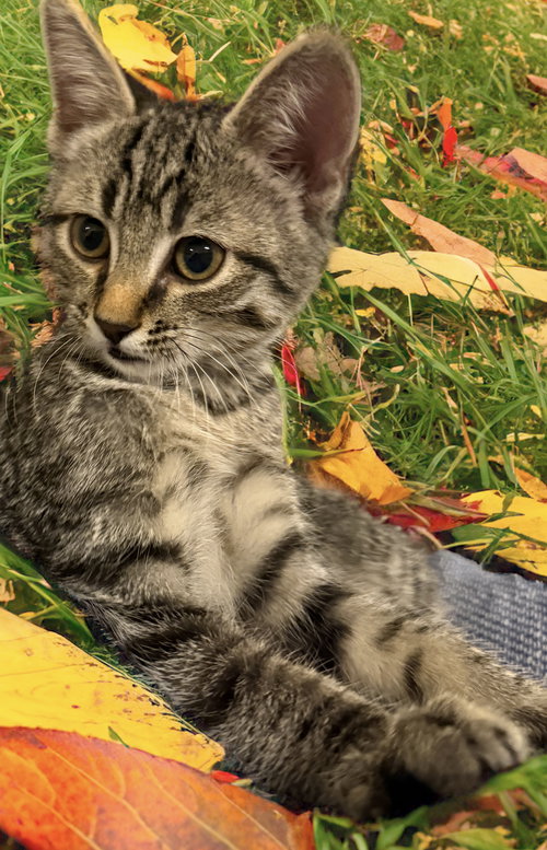 picture of the cat needing adoption