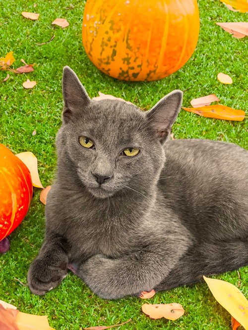 picture of the cat needing adoption