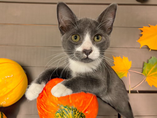 picture of the cat needing adoption