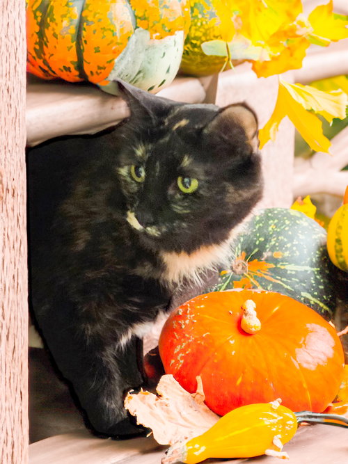 picture of the cat needing adoption