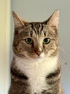 Kitty Joe (Joey)