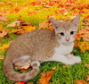 Lani