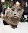 Olive - Photo 1