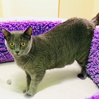 OLIVE - Domestic Short Hair for adoption in Mesa