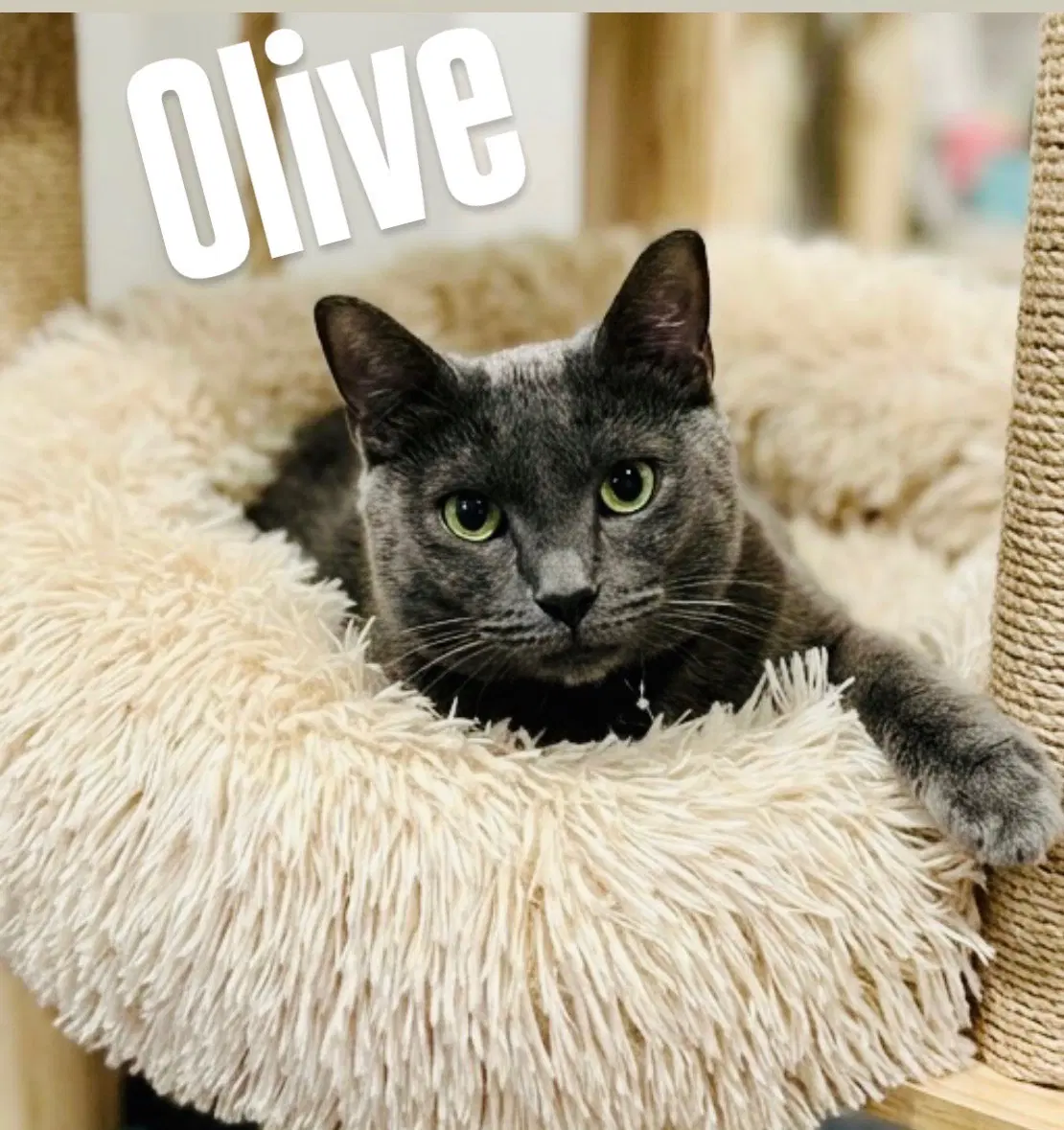 Olive - Domestic Short Hair
