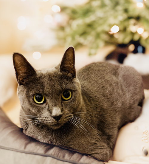 STORM - Domestic Short Hair available for adoption