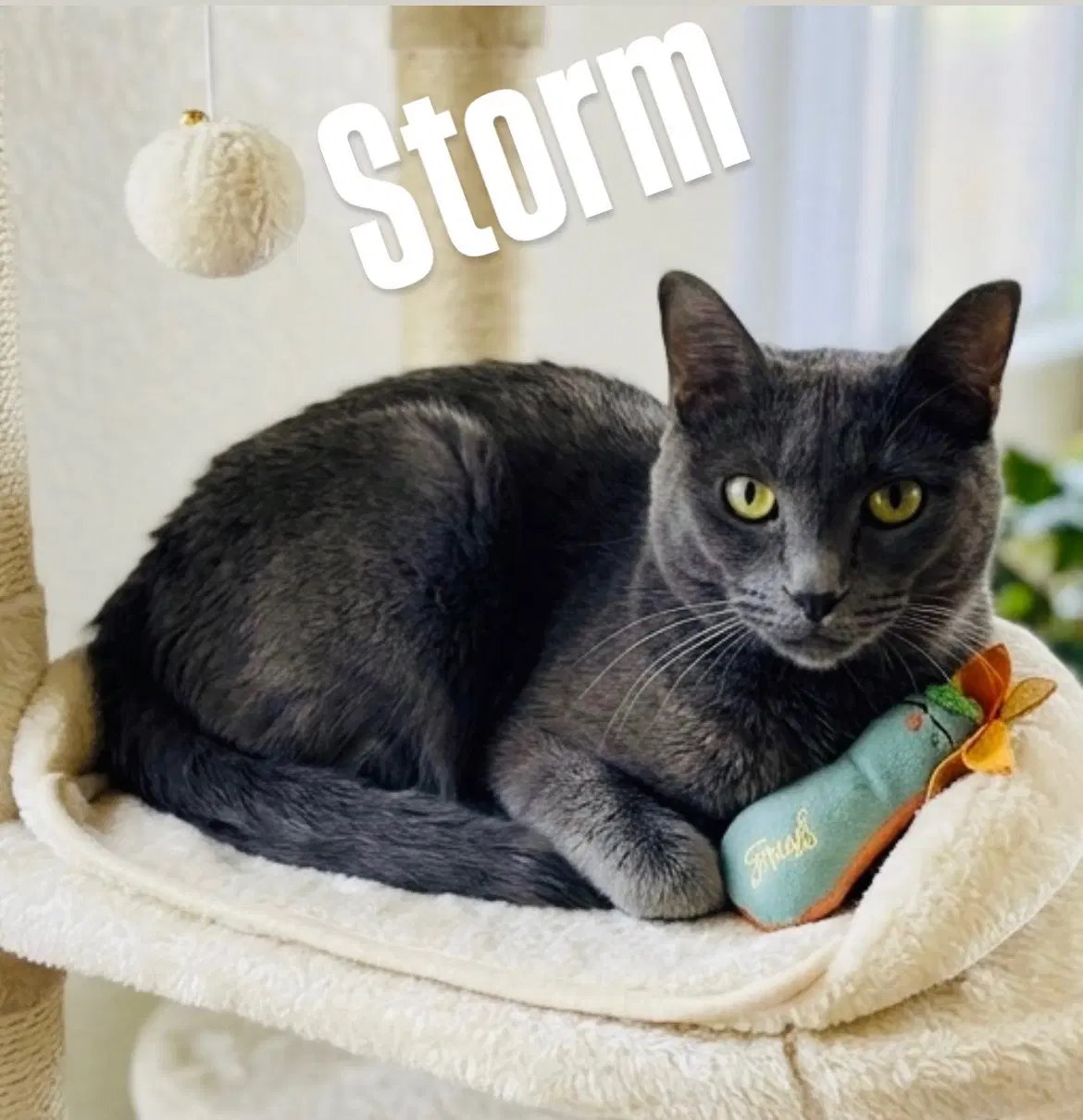 Storm - Domestic Short Hair