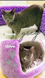 Storm Bonded With Olive