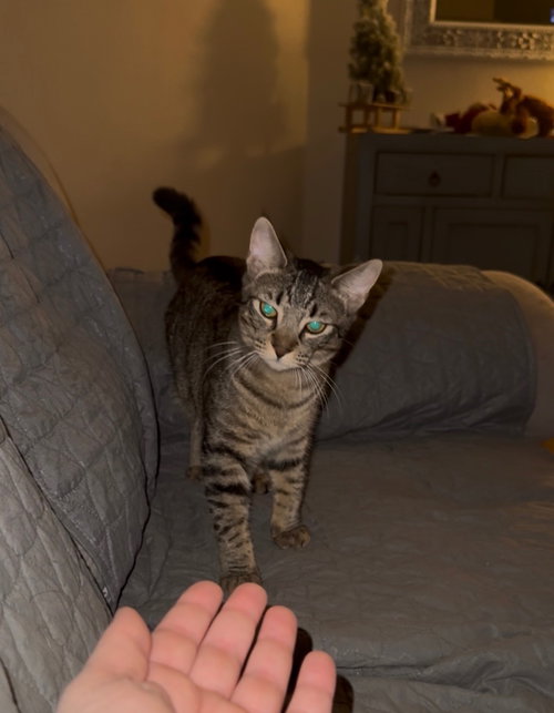 O HEARN - Domestic Short Hair available for adoption