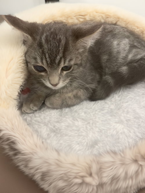 KYLE - Domestic Short Hair available for adoption