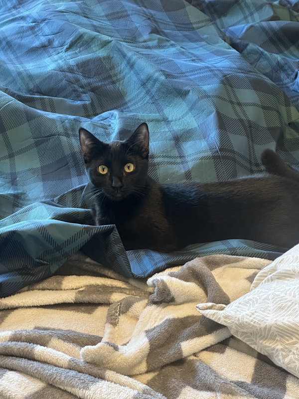 Bat Girl