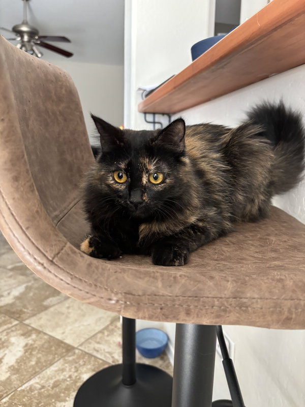 Calypso