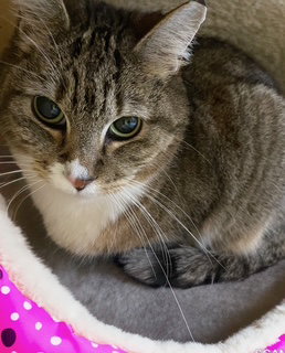 Princess, an adoptable Domestic Short Hair in Chandler, AZ