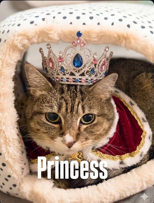 Princess, an adoptable Domestic Short Hair in Chandler, AZ