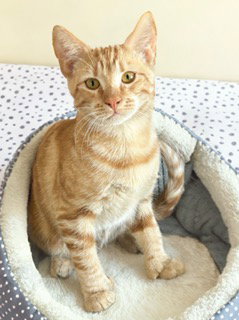 Leo, an adoptable Extra-Toes Cat in Chandler, AZ