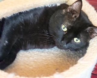 Sherwin, an adoptable American Shorthair in Chandler, AZ