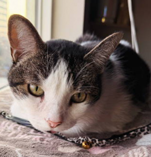Biskit, an adoptable Domestic Short Hair in Chandler, AZ