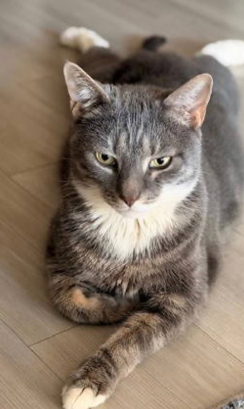 Snoop, an adoptable Domestic Short Hair in Chandler, AZ