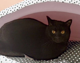 Sophie, an adoptable American Shorthair in Chandler, AZ