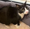 Toby