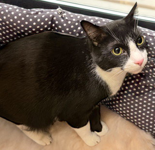 Toby, an adoptable American Shorthair in Chandler, AZ