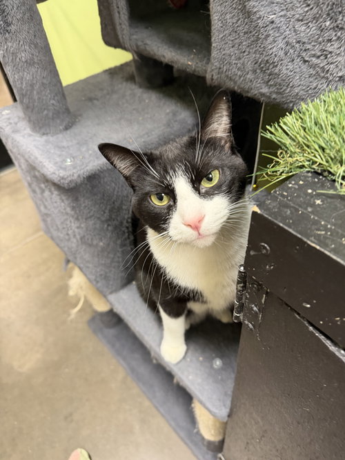 Toby, Adult American Shorthair, cat for adoption in Apache Junction, Arizona