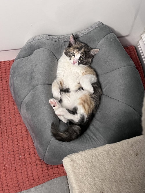 Lily, an adoptable Domestic Medium Hair in Chandler, AZ