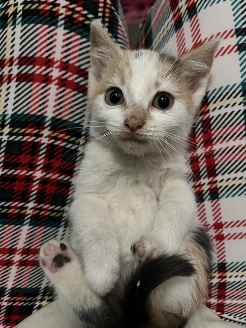 Peony, an adoptable Domestic Short Hair in Chandler, AZ
