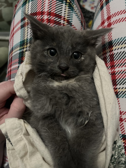 Daisy, an adoptable Domestic Short Hair in Chandler, AZ
