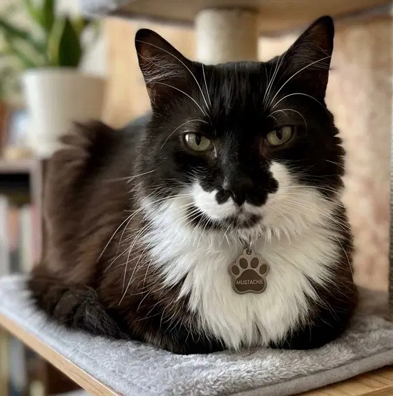 Charlie - Domestic Medium Hair