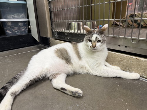 Goose, Adult Domestic Short Hair / Mixed (short coat), cat for adoption in Apache Junction, Arizona