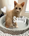 Sandy