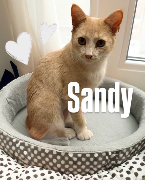Sandy, an adoptable Domestic Short Hair in Chandler, AZ